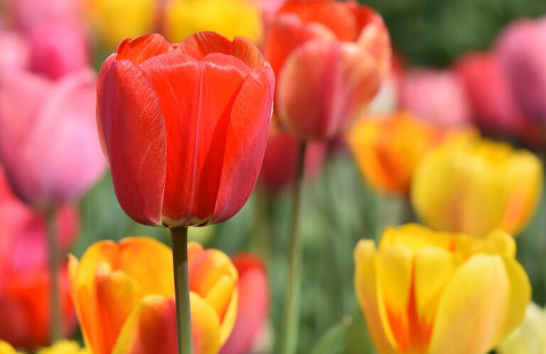 Capelle viert 75 jaar vrijheid met het planten van 500 tulpenbollen