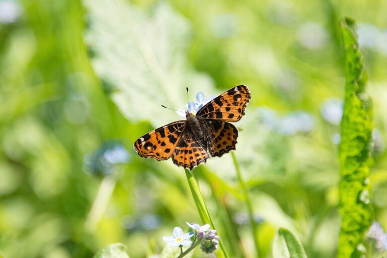 Vrijwilligers gezocht voor bestrijden berenklauw en onderhoud vlindertuin in Schollebos